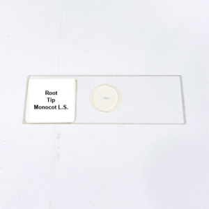 Root Tip Monocot L.S.