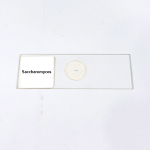 Saccharomyces