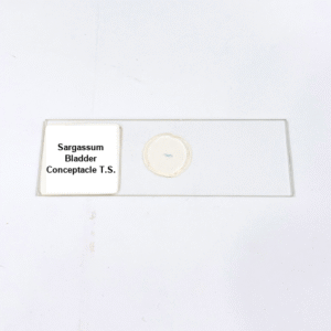 Sargassum Bladder Conceptacle T.S.