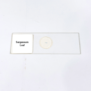 Sargassum Leaf
