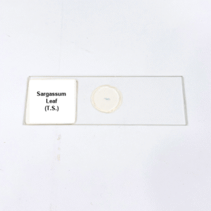 Sargassum Leaf (T.S.)