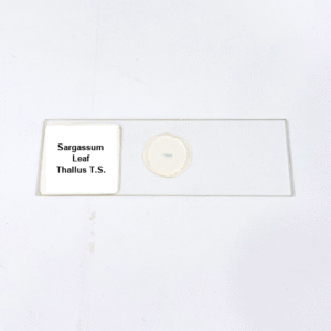 Sargassum Leaf Thallus T.S.