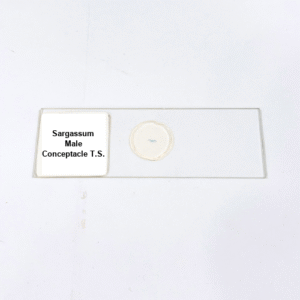 Sargassum Male Conceptacle T.S.