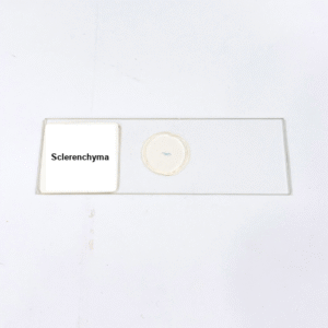 Sclerenchyma
