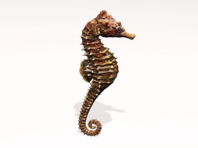 Sea Horse