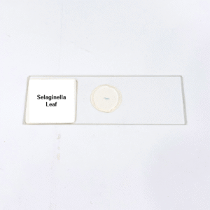 Selaginella Leaf