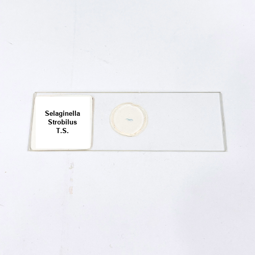 Selaginella Strobilus T.S.