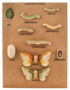 Silk Moth LH