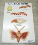 Silk Worm LH