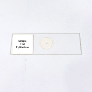 Simple Flat Epithelium