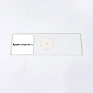 Spermatogenesis