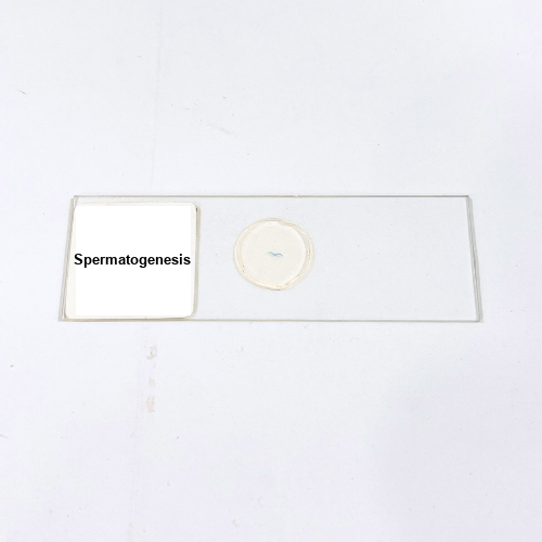 Spermatogenesis