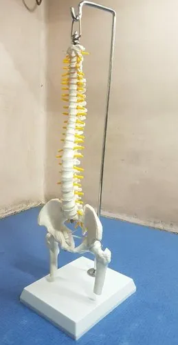 Spinal Cord