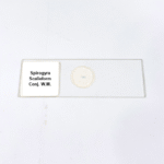 Spirogyra Scalieform Conj. W.M.