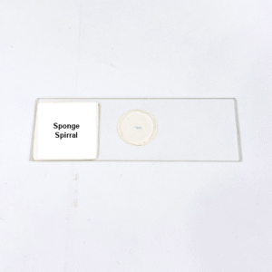 Sponge Spirral