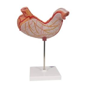 Stomach section