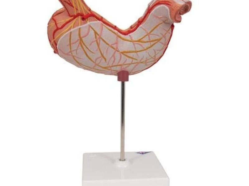 Stomach section