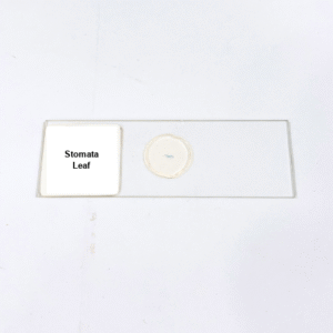 Stomata Leaf