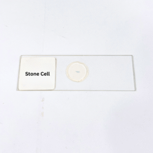 Stone Cell