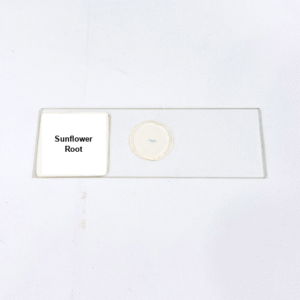 Sunflower Root