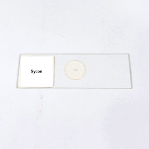 Sycon