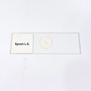 Sycon L.S.