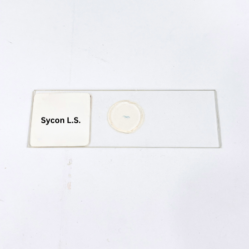 Sycon L.S.