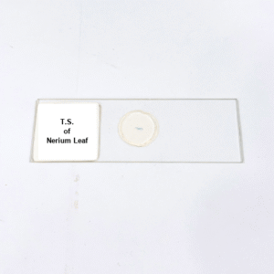 T.S. of Nerium Leaf