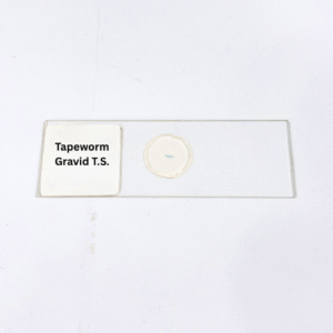 Tapeworm Gravid T.S.