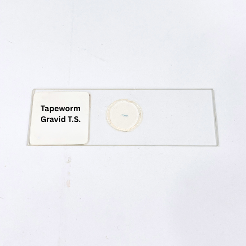 Tapeworm Gravid T.S.