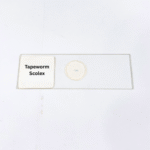 Tapeworm Scolex