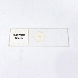 Tapeworm Scolex