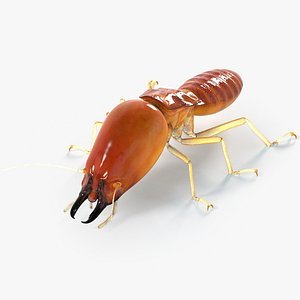 Termite