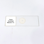 Tissue Unstriated Muscles T.S.