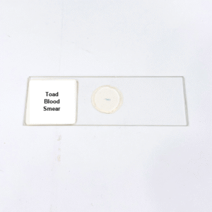 Toad Blood Smear