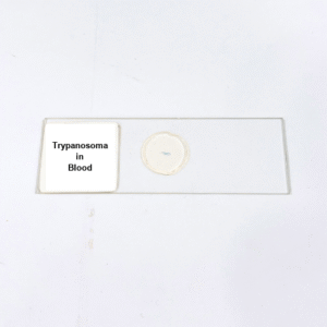 Trypanosoma in Blood