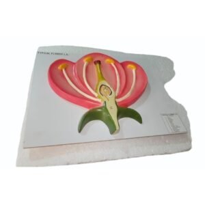 Typical Flower