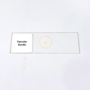 Vascular Bundle