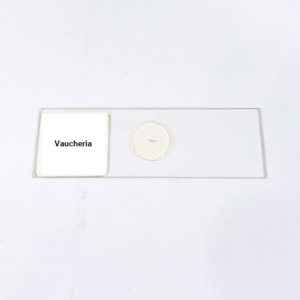 Vaucheria