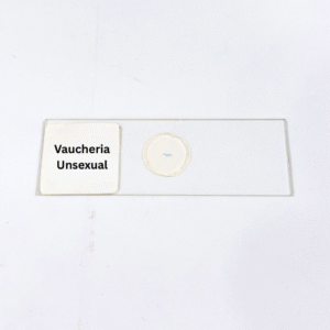 Vaucheria Unsexual