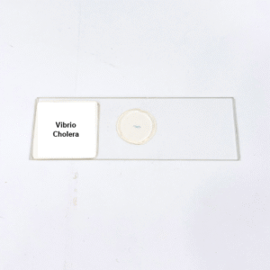 Vibrio Cholera