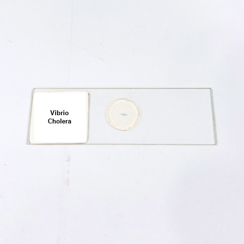 Vibrio Cholera
