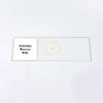 Voluntary Muscles W.M.