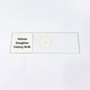 Volvox Daughter Colony W.M.