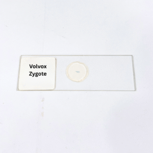 Volvox Zygote