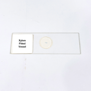 Xylem Pitted Vessel