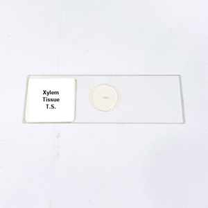 Xylem Tissue T.S.
