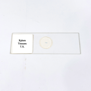 Xylem Tissues T.S.