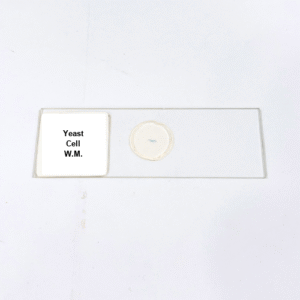 Yeast Cell W.M.