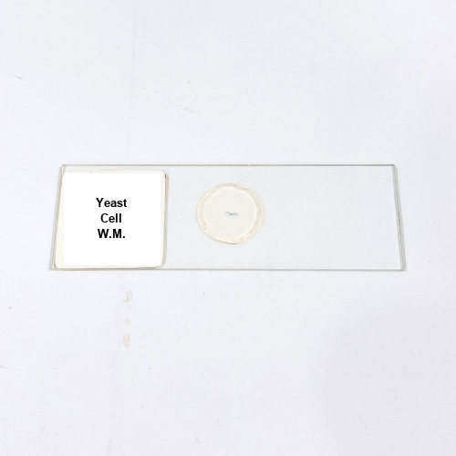 Yeast Cell W.M.